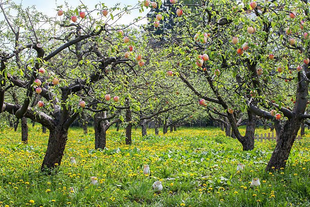 The average lifespan of a peach tree is about 12 years.