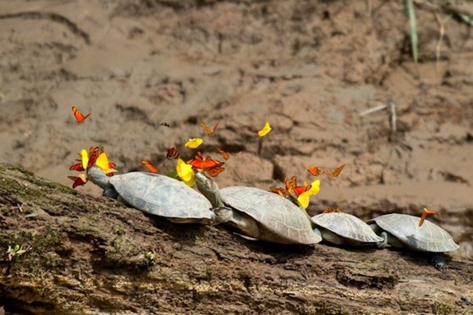 The butterflies of the Amazon drink tears of Turtle for vital mineral