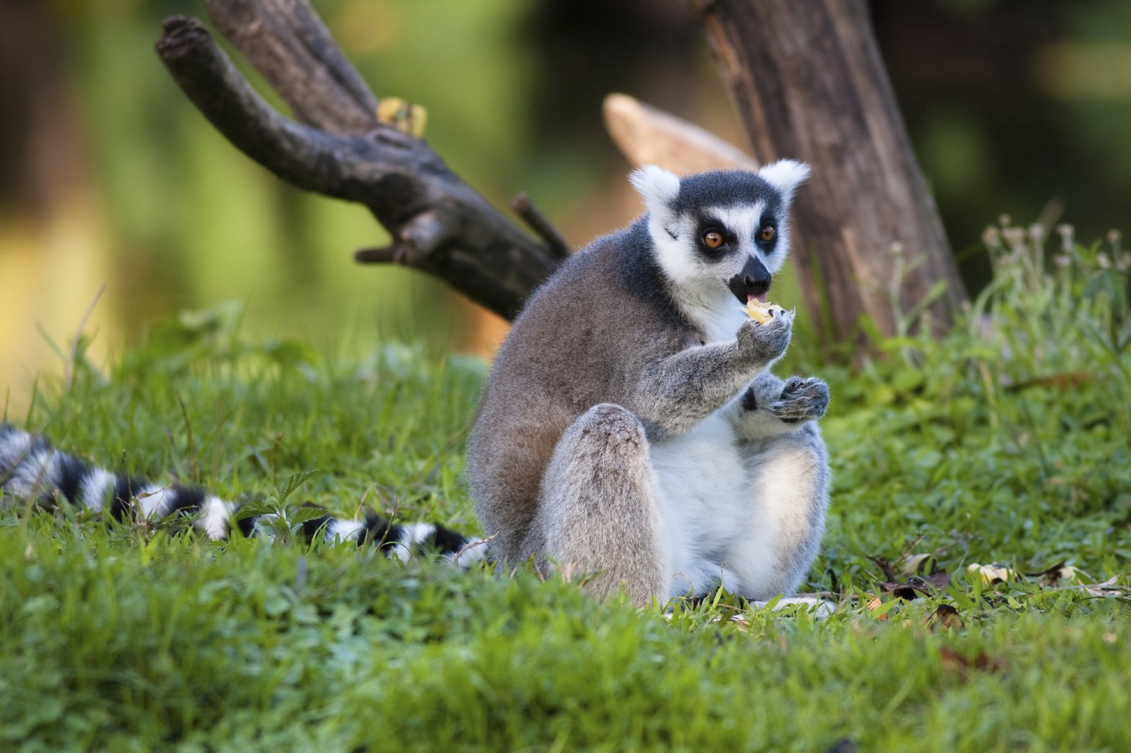 The diet of a lemur consists mostly of leaves and fruit.