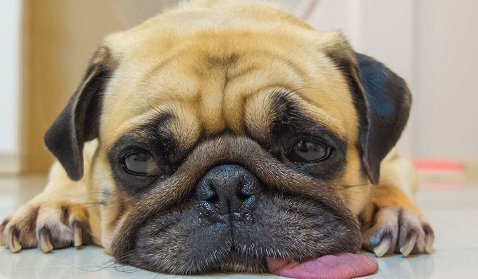 The dog’s face shape suggests how long it will live. Dogs with flat faces, like bulldogs have shorter lives.