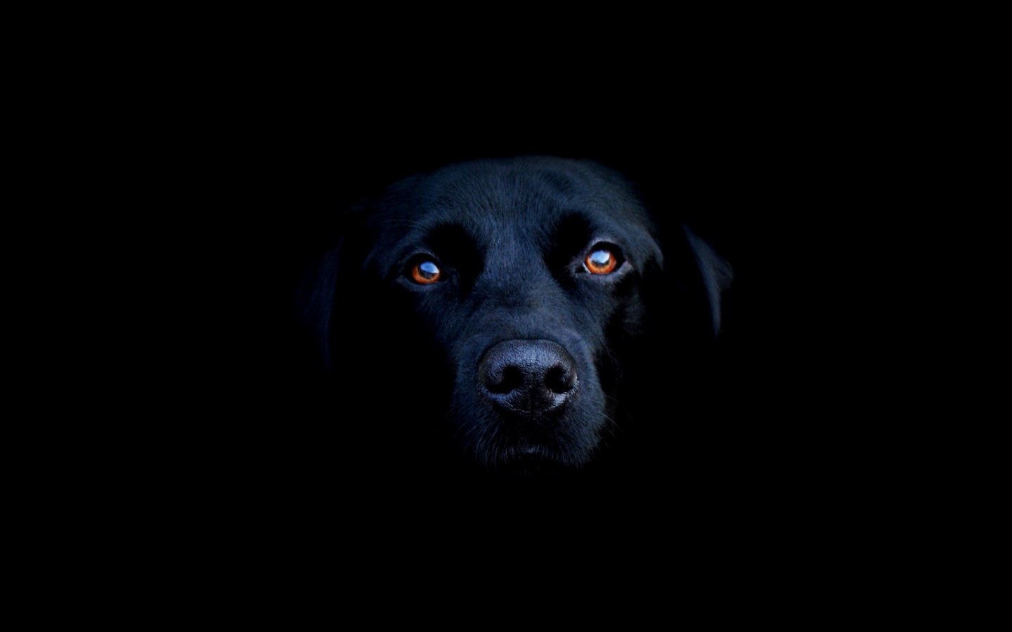 The eyes of dogs contain a special membrane, called the tapetum lucidum, which permits them to see in the dark.