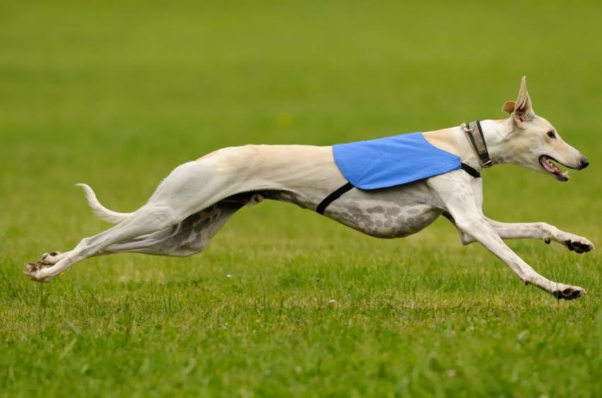 The fastest breed, the Greyhound, can run up to 44 miles per hour.