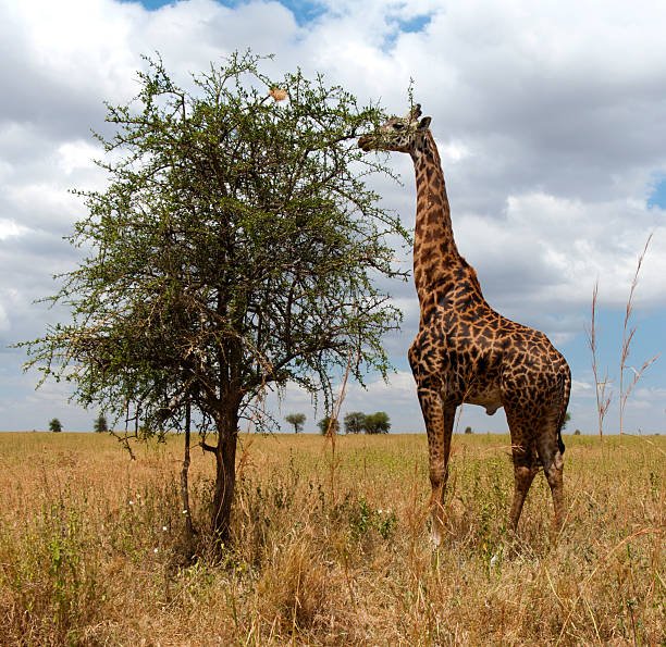The favorite grub of is Giraffes acacia tree.