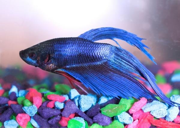 The fins of Betta fish contain nerve cells and even taste buds.