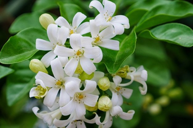 The flowers of an orange tree are white in color and have a wonderful fragrance.