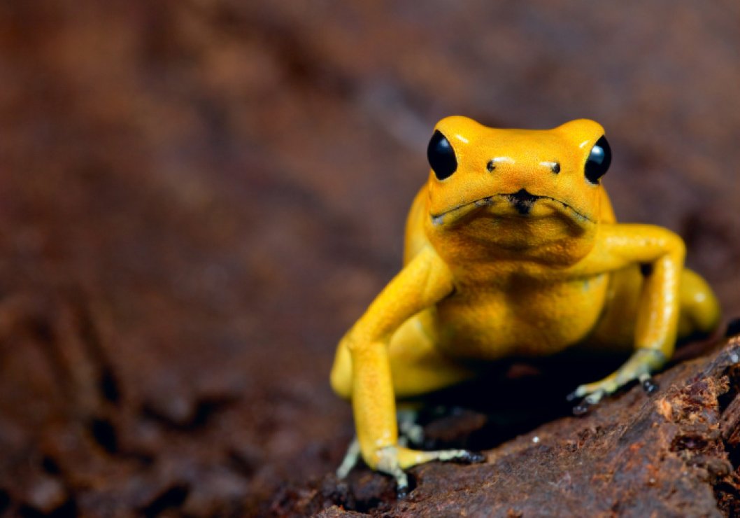 The golden dart frog’s skin could kill up to 1,000 people.