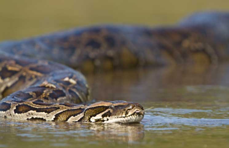 The heaviest snake in the world is the anaconda and it weighs over 595 pounds.