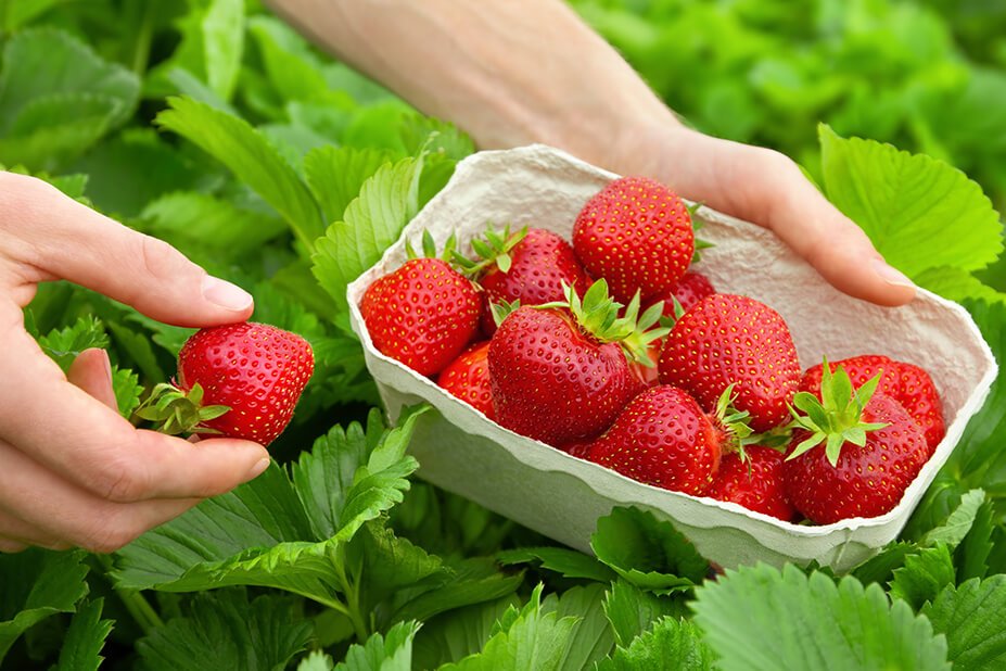 The heaviest strawberry weighs 250 g (8.82 oz), which was grown by Koji Nakao (Japan) and was weighed in Fukuoka, Fukuoka, Japan, on 28 January 2015.