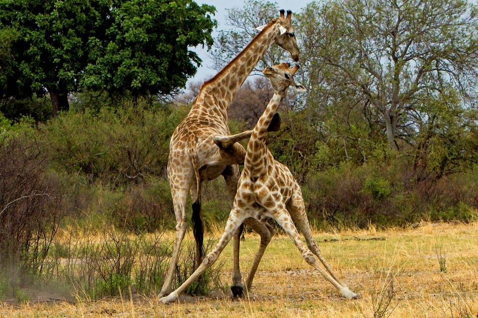 The kick of Giraffe is so strong that it can also kill a lion.