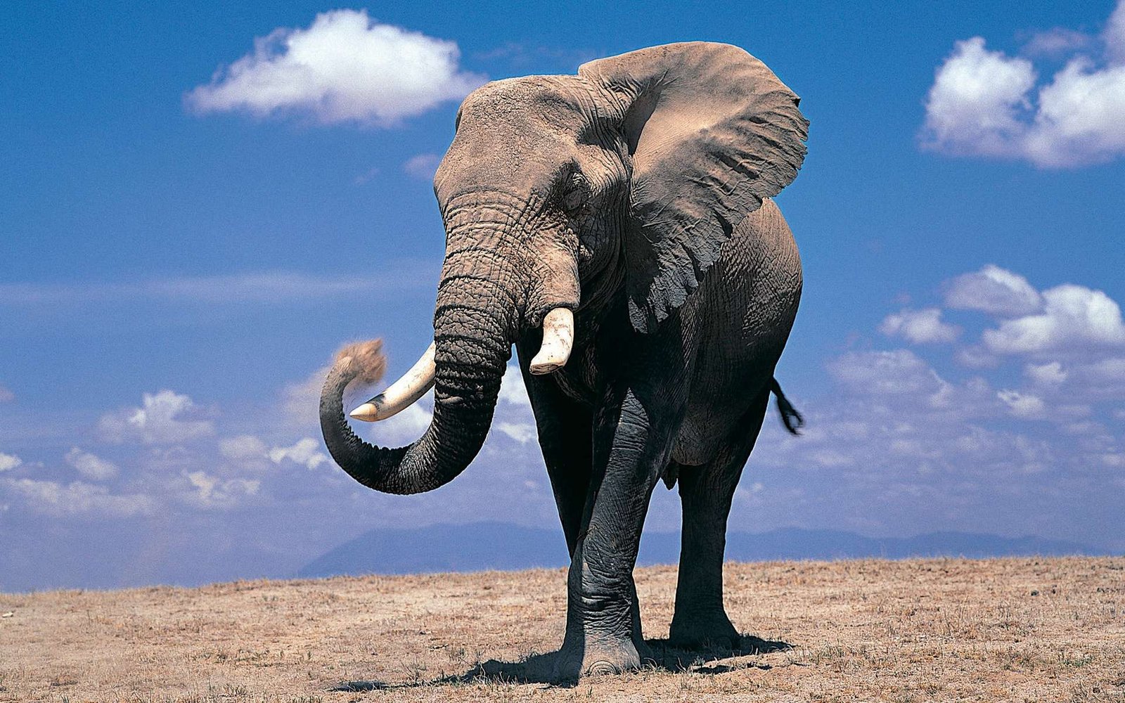 The largest elephant was an African elephant weighed around 24,000 pounds and was 13 feet tall.