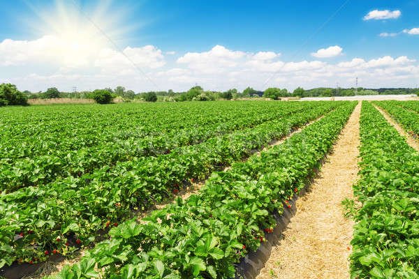 The largest producing state, California harvests 83% of the strawberries grown in the U.S. on approximately 24,500 acres.