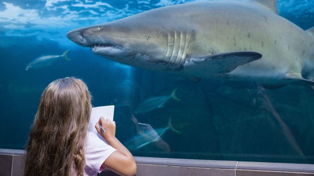 The largest shark to ever live was the Megalodon.