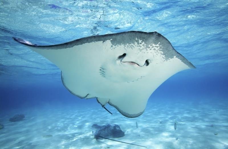 The largest species of stingray measure 6.5 feet in length.