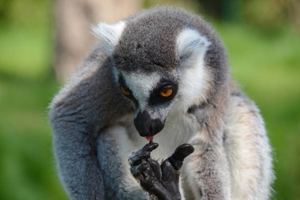 The lemur mostly attacks with its short nails.