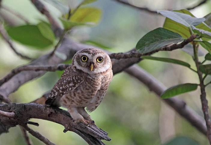 The long-legged burrowing owl lives in North and South America.