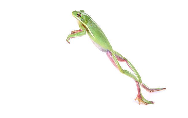 The longest jump ever recorded by frog was 33.6 inches.