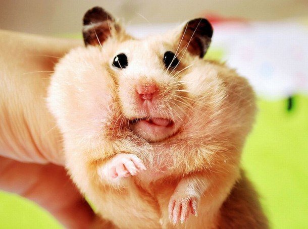 The most common hamster kept as a pet is called a golden-brown Syrian.
