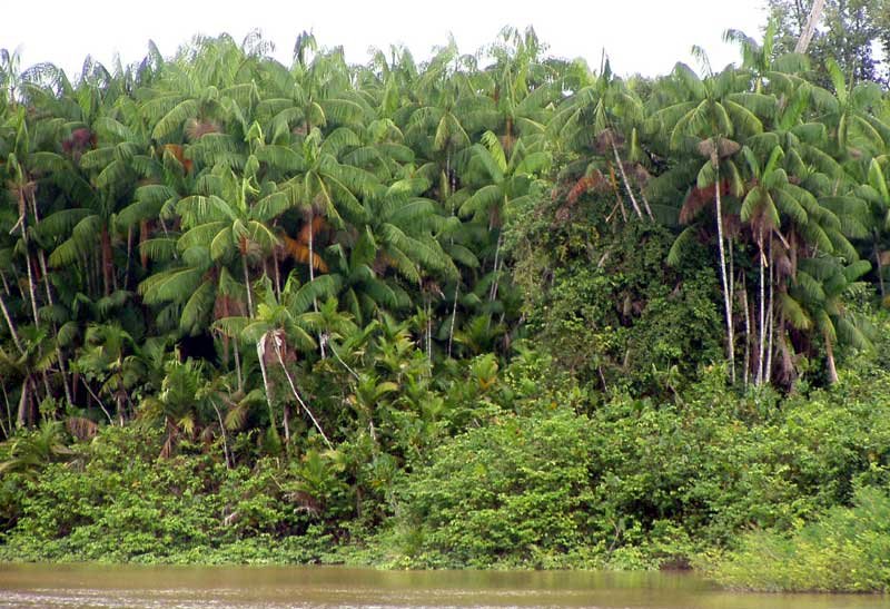 The most common tree in the Amazon rainforest is the Euterpe Precatoria