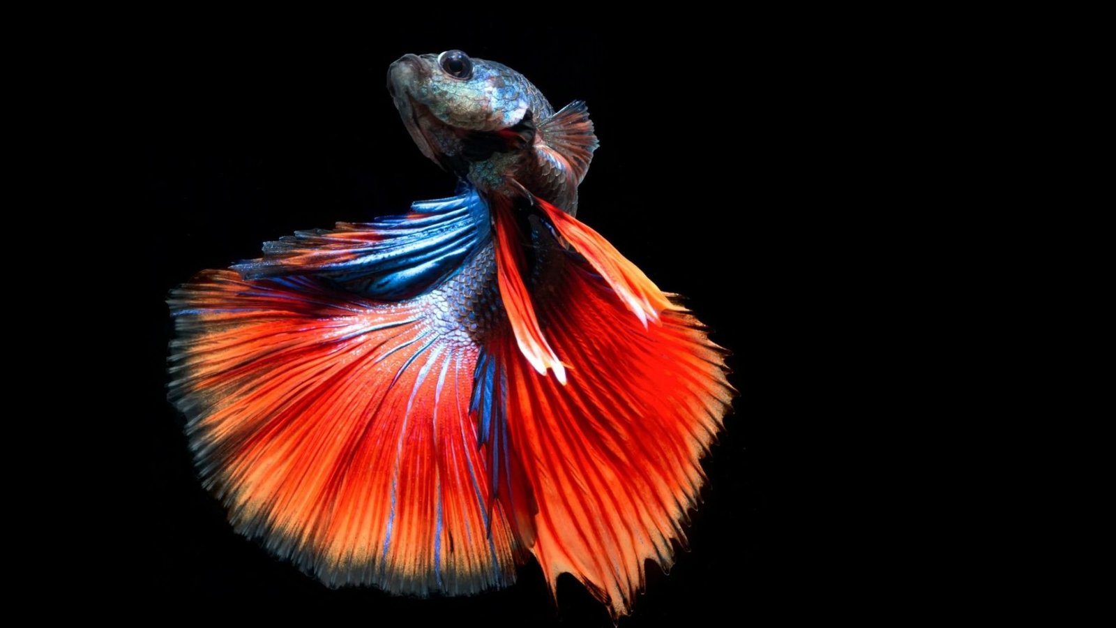 Siamese Betta Underwater Fighting Fish Tropical Psychedelic Dolphin Wallpaper