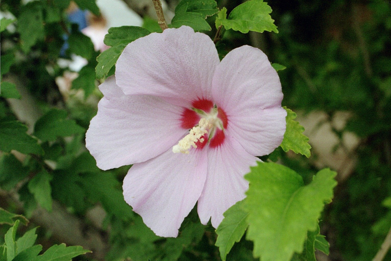 Hibiscus syriacus.