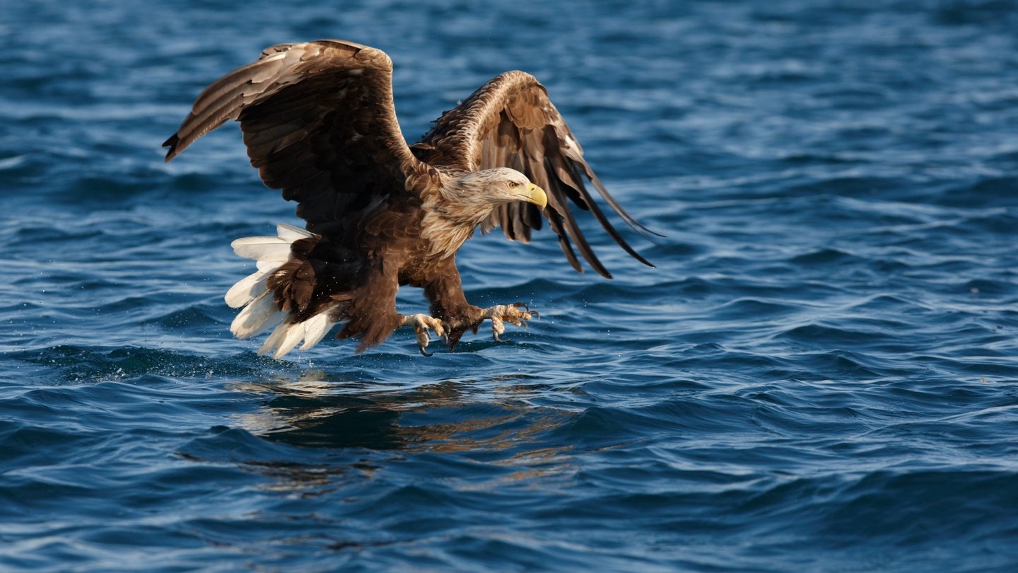 The national symbol of Poland is the white-tailed eagle.