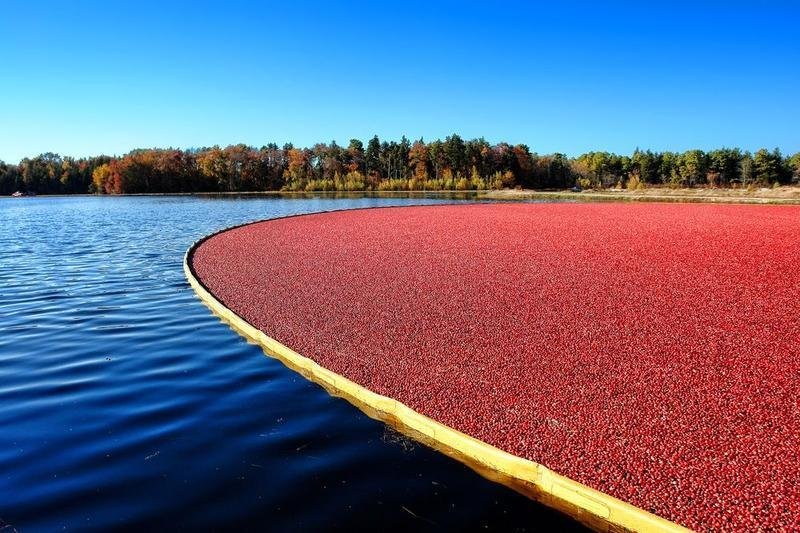 The oldest cranberry bed in Wisconsin is 139 years old (2013).