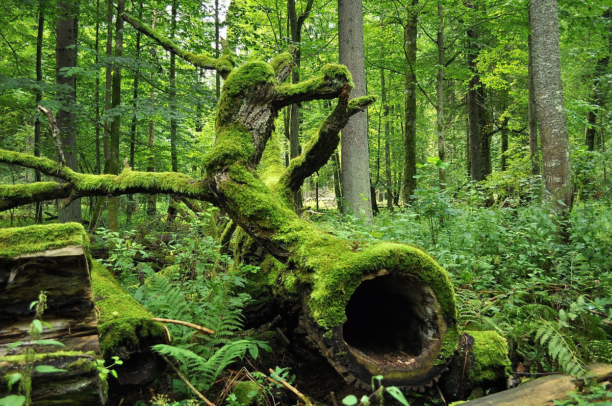 The oldest park in Poland is the Bialowieski National Park, which was founded 86 years ago.