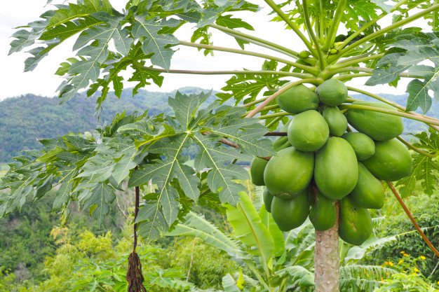 The papaya is the fruit of the Carica Papaya tree