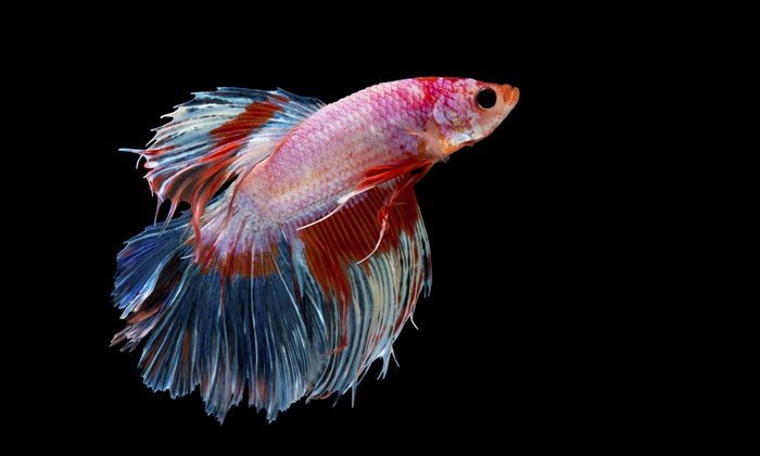 The “plakat,” is the technical name for this fighting fish which mean tearing.
