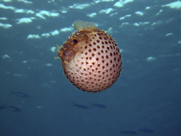 The puffer fish has two sets of skeletons.