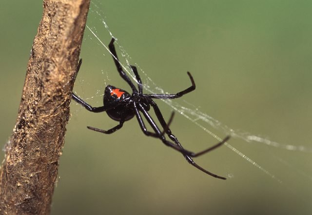 The silk produced is so strong, it has been compared to steel.