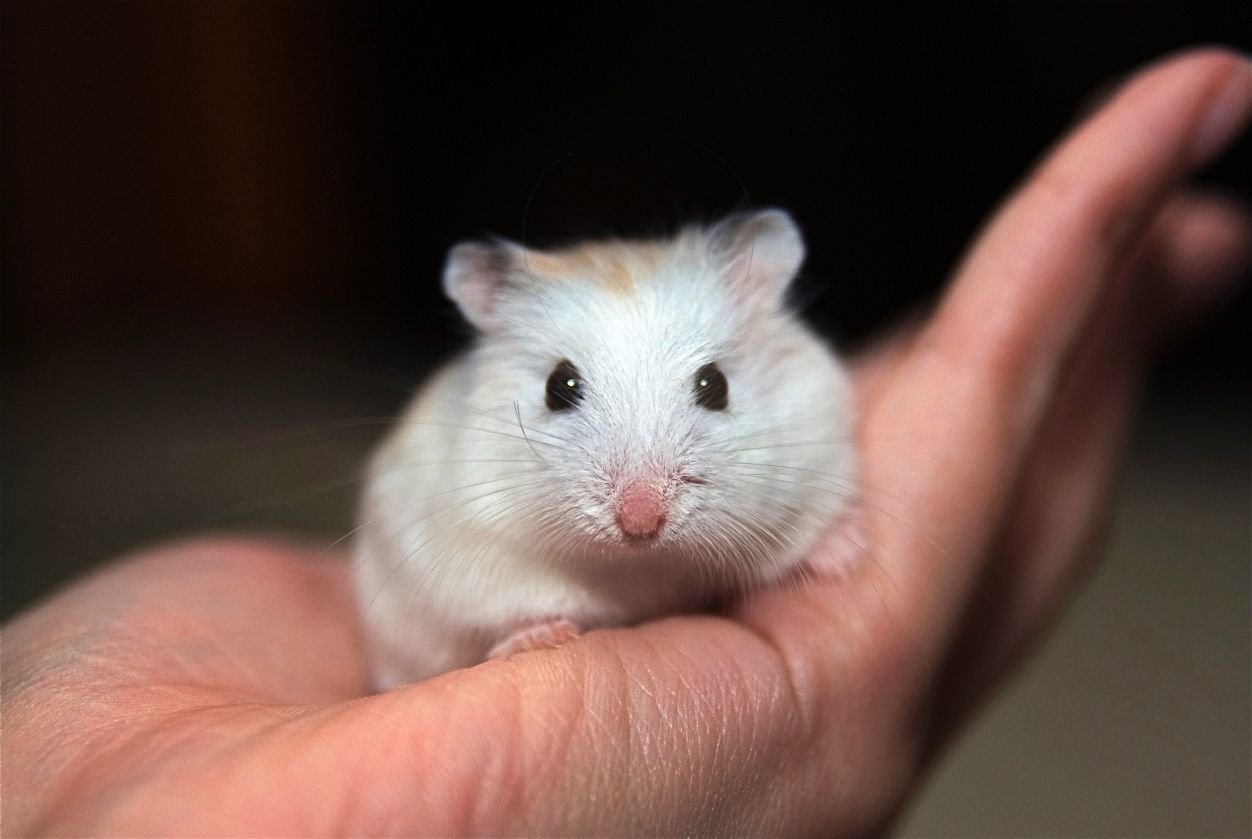 The smallest hamster is the tiny dwar.