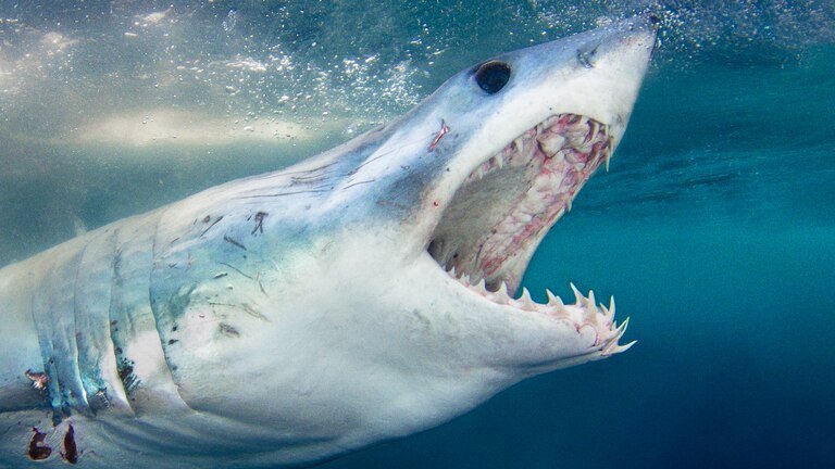 The surface of a shark’s jaws have extra support which is known as ‘tesserae’.