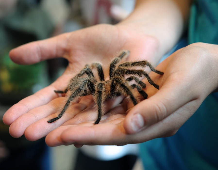 The tarantula is the most feared spiders in the world.