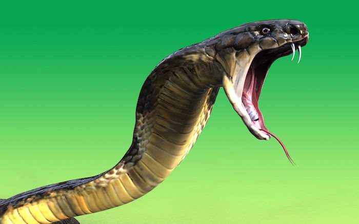 The top ten deadliest snakes can be found in Australia.