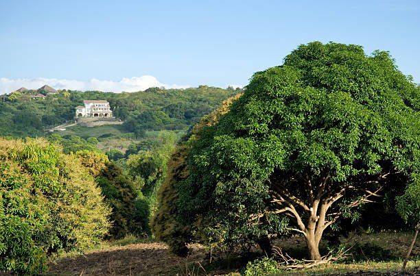 The tree of Mango can grow to 115–131 feet.
