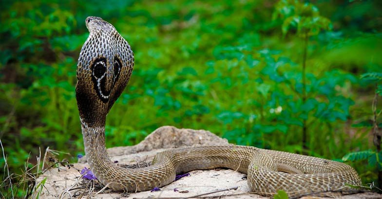 The venom of King Cobra has the ability to kill an elephant.