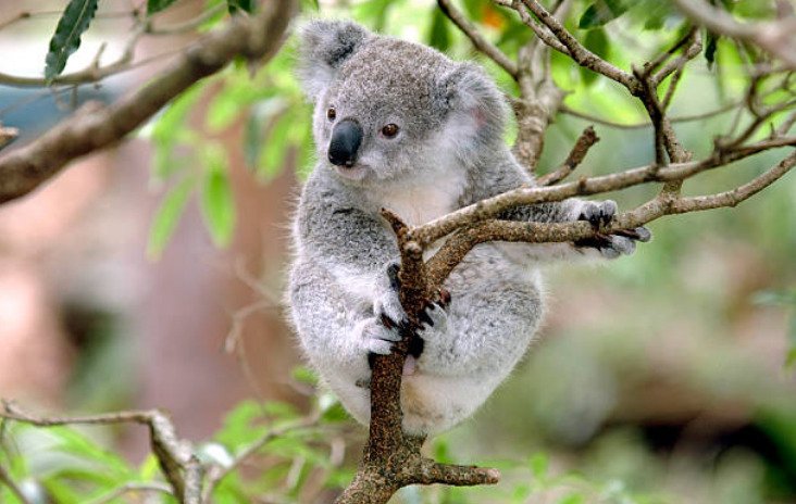 The wombat’s closest known ancestor is the koala.