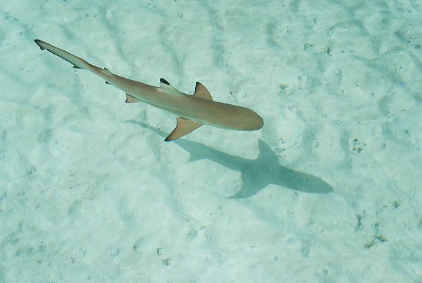 The youngest species of sharks are the hammerheads.