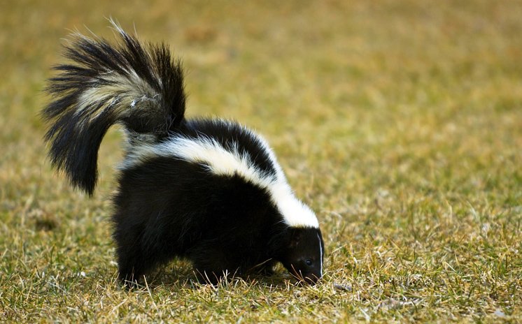 There are 3 types are Hog-Nosed Skunk, Striped Skunks, and the Spotted Skunk.