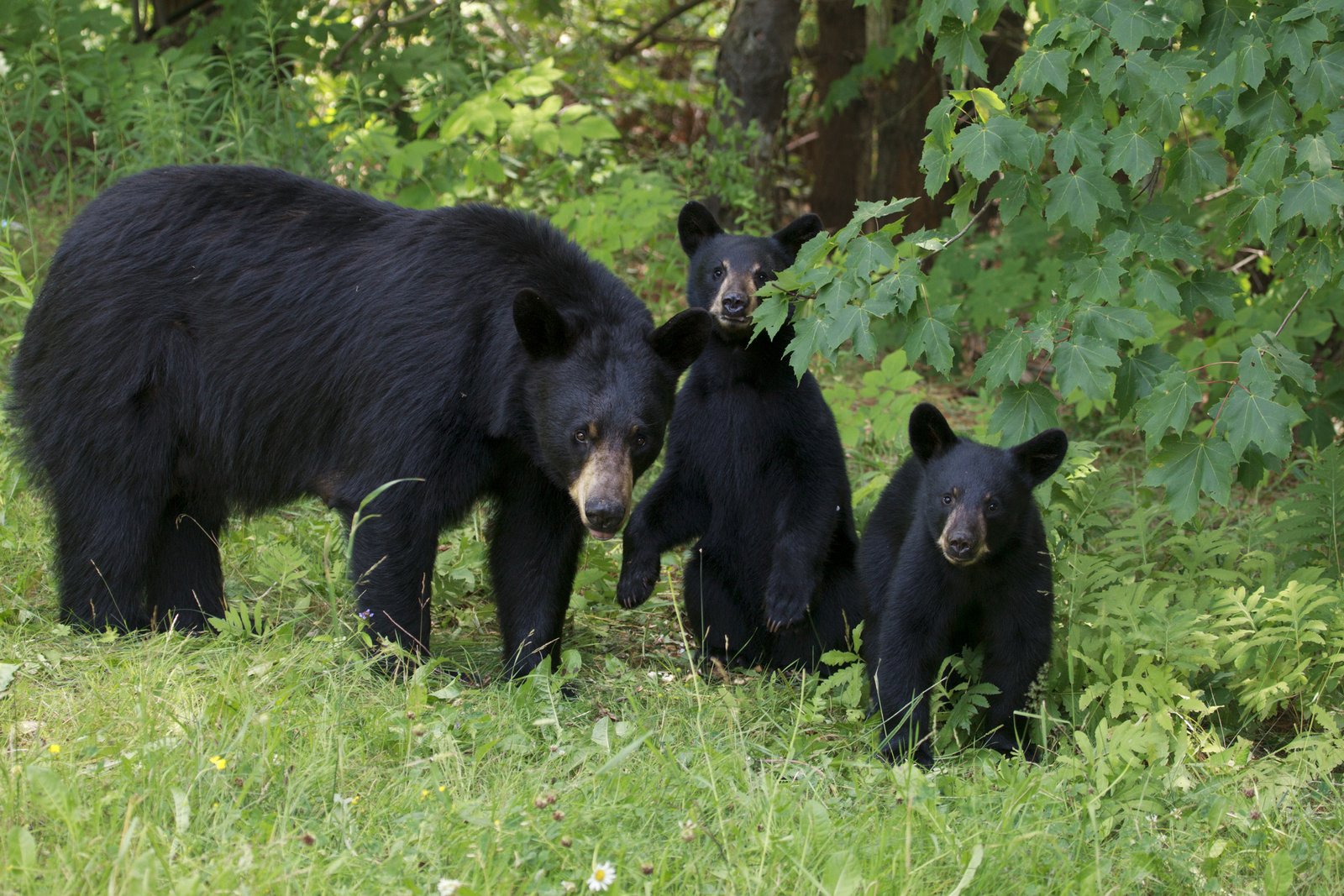 There are at least 600,000 black bears in North America.