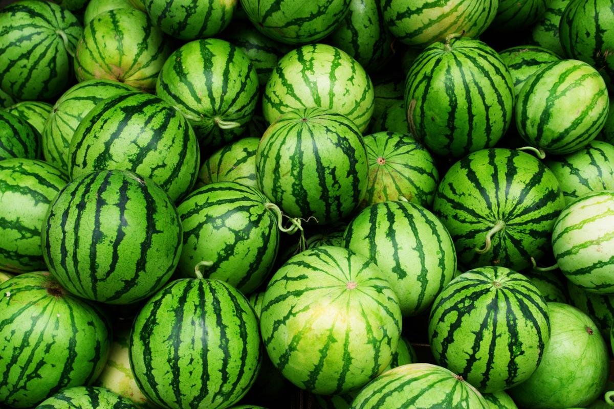 There are four basic types of watermelon seedless, picnic, icebox, and yelloworange fleshed
