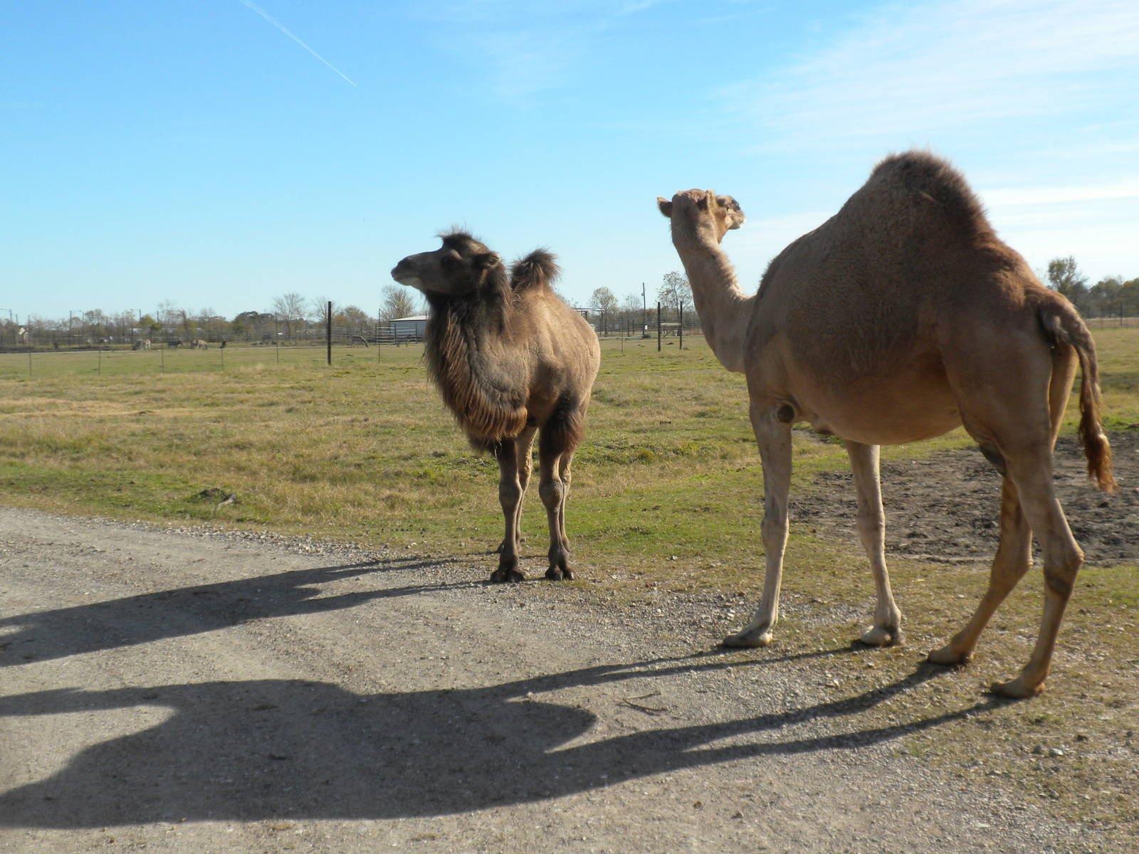 There are two types of camels are Bractrion Camels and Dromedary Camels.