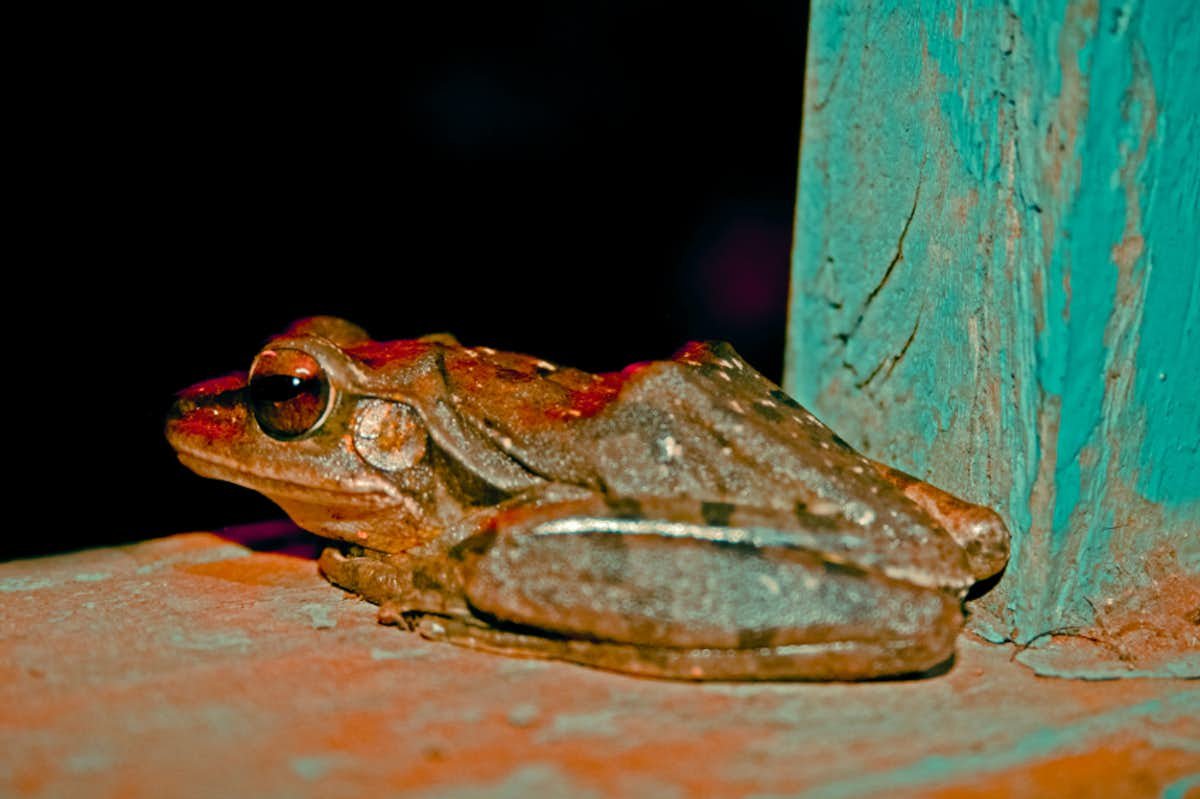 There is a frog in Indonesia that has no lungs.