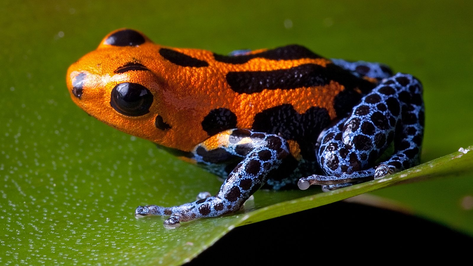 There is also another type of poison dart frog which is called the blue jeans frog it has a red body with blue legs