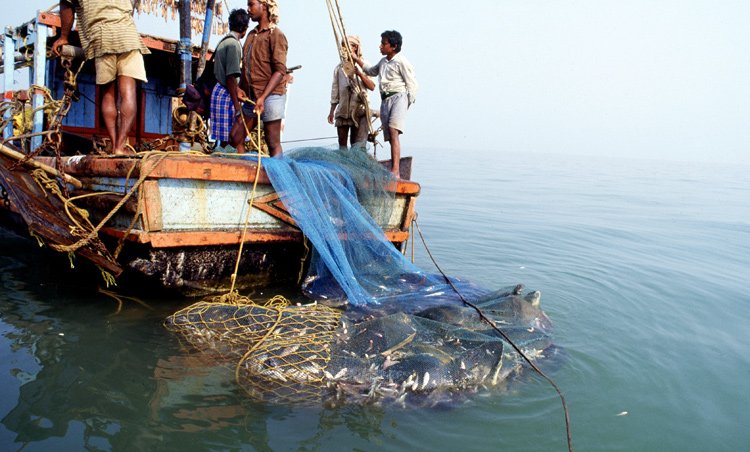Trawling is one of the most common methods of commercial fishing in the world.