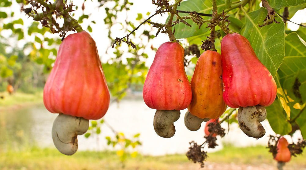 Vietnam is the world’s largest exporter of cashew nuts.