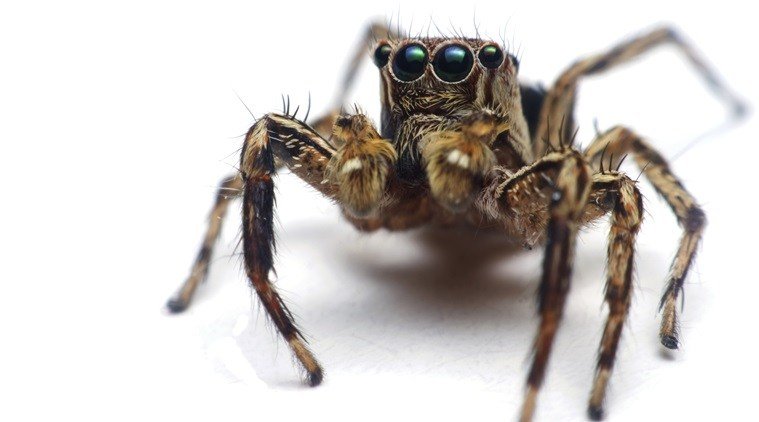 Spiders also have tiny hairs on their legs to help them hear and smell.