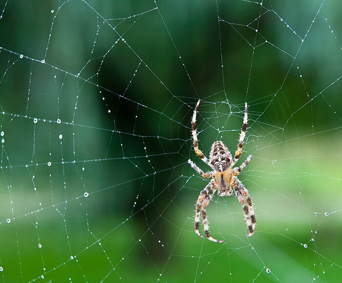 Web-weaving spiders have two or three claws at the tip of each leg.