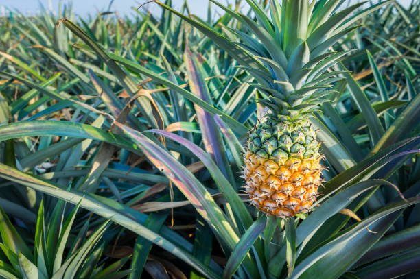 When European explorers first encountered the fruit in the Americas, they called them "pineapples" because of the resemblance to pine cones.